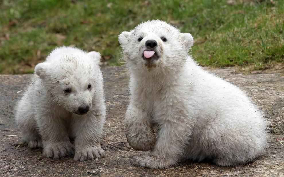 Двух белых медвежат представляют прессе в зоопарке в Мюнхене, Германия.