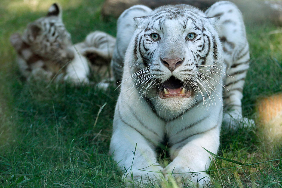 Породы тигров с фотографиями и названиями