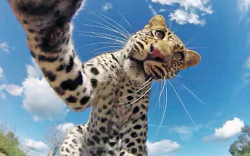 Любопытный леопард изучает камеру, установленную фотографом в провинции Мпумаланга, Южная Африка