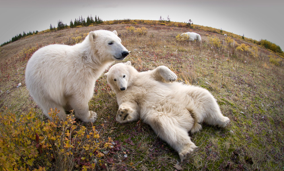 Где живут белые медведи