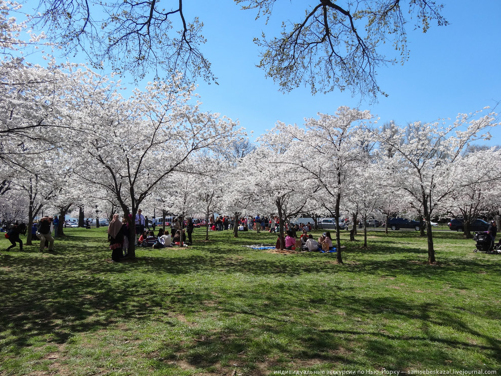 Фестиваль цветения вишни