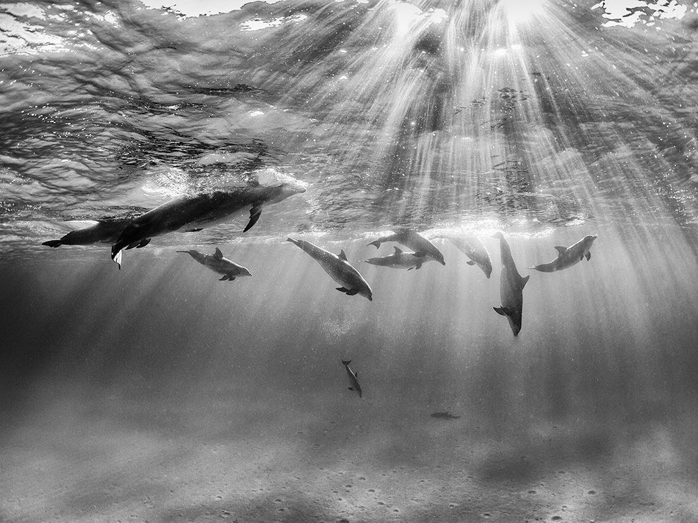 Дельфины на Багамах