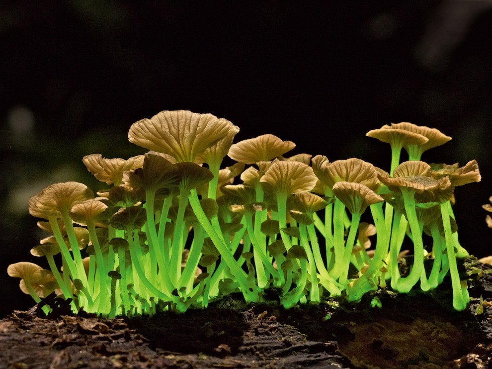 Биолюминесцентные грибы, Бразилия