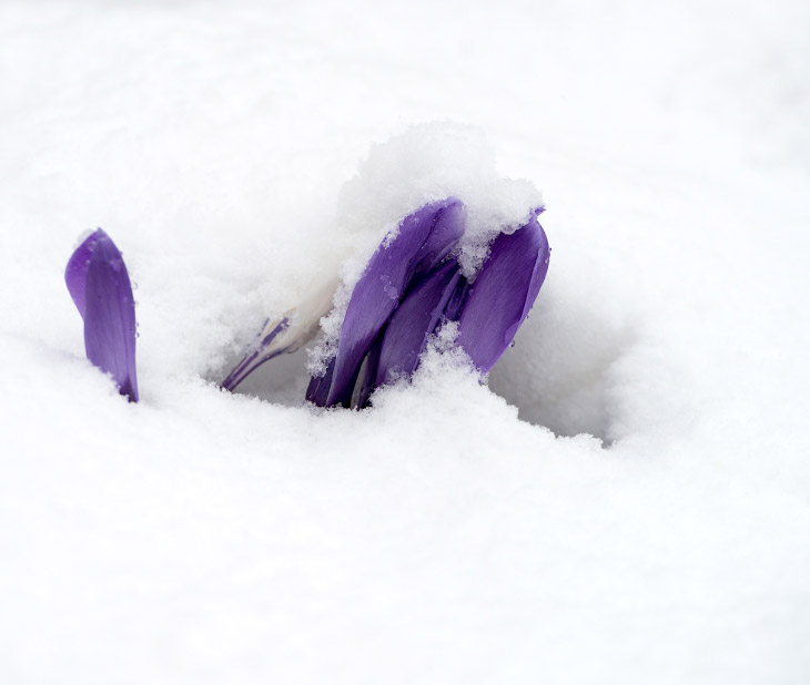 Крокусы вылезают из-под снега в Хохфильцене, Австрия