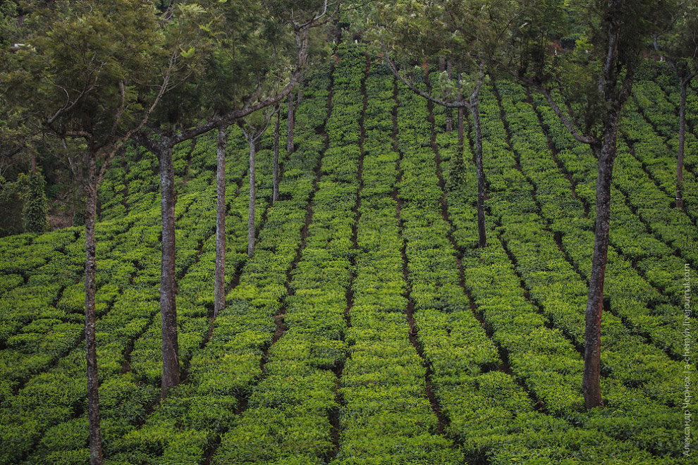 чайные плантации
