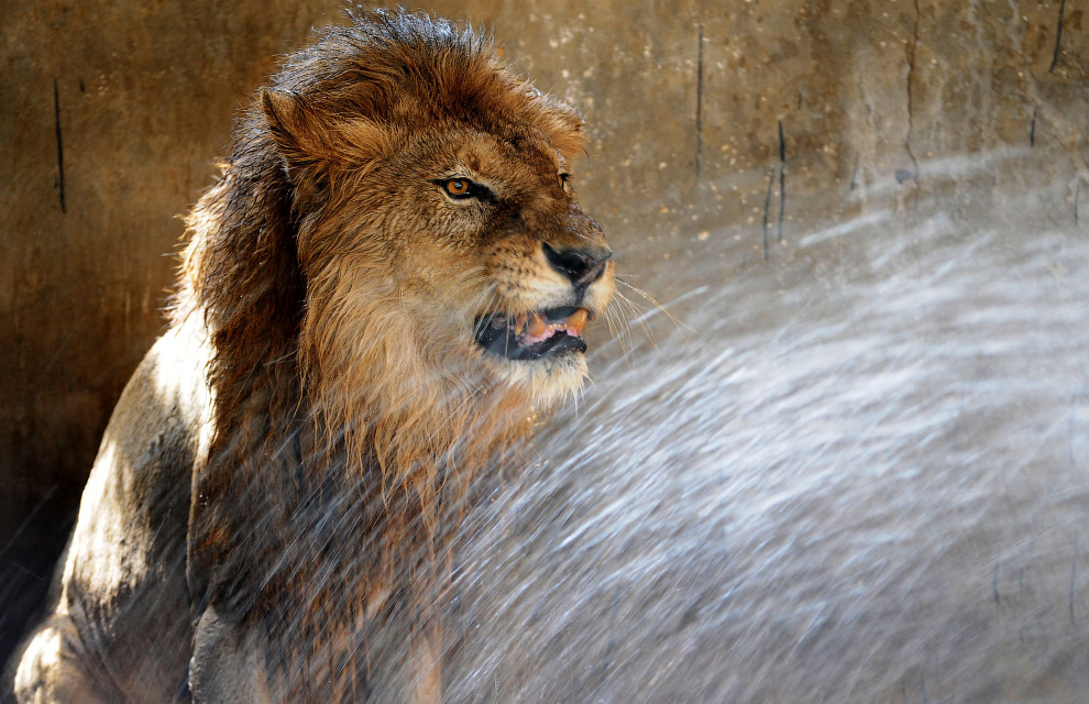 Охлаждающий душ в зоопарке в индийском городе Джамшедпур