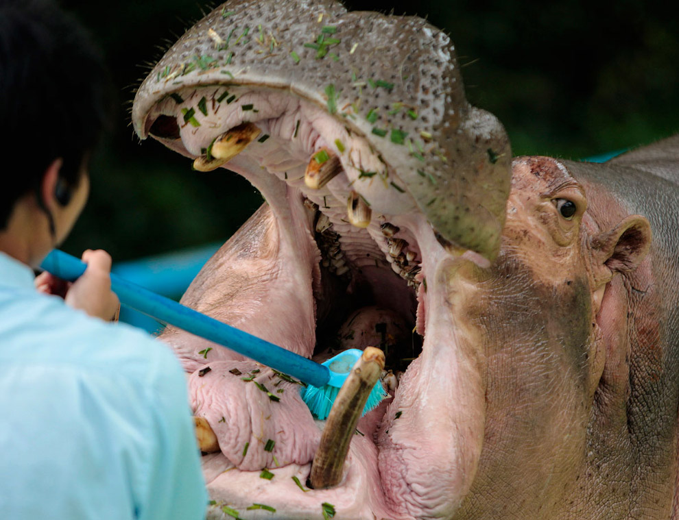 Сотрудник зоопарка чистит зубы гиппопотаму. Гуанчжоу, Китай