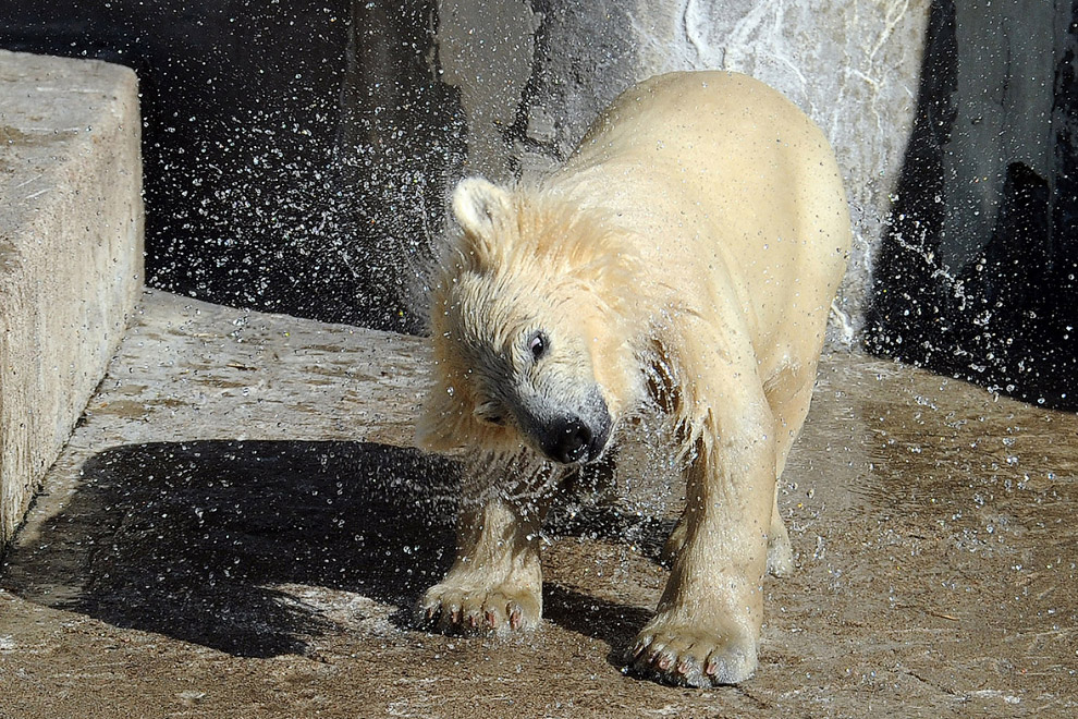 Медведи в Ленинградском зоопарке