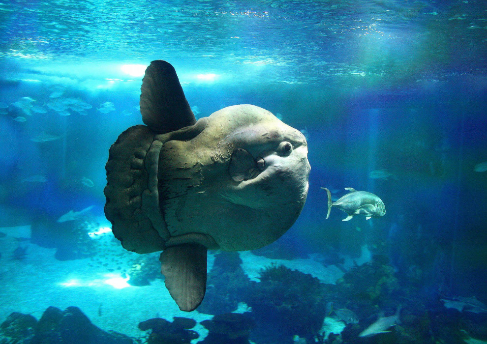 Мола-Мола (Ocean sunfish)
