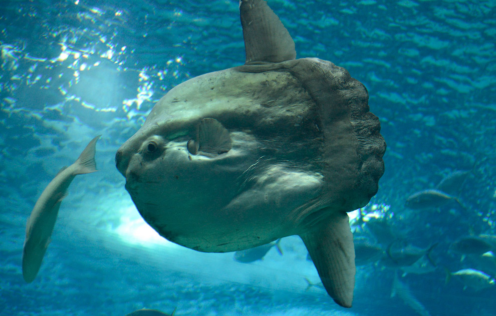 Мола-Мола (Ocean sunfish)