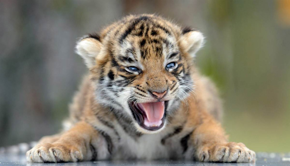Бенгальский тигр на приеме у ветеринаров в зоопарке в Германии