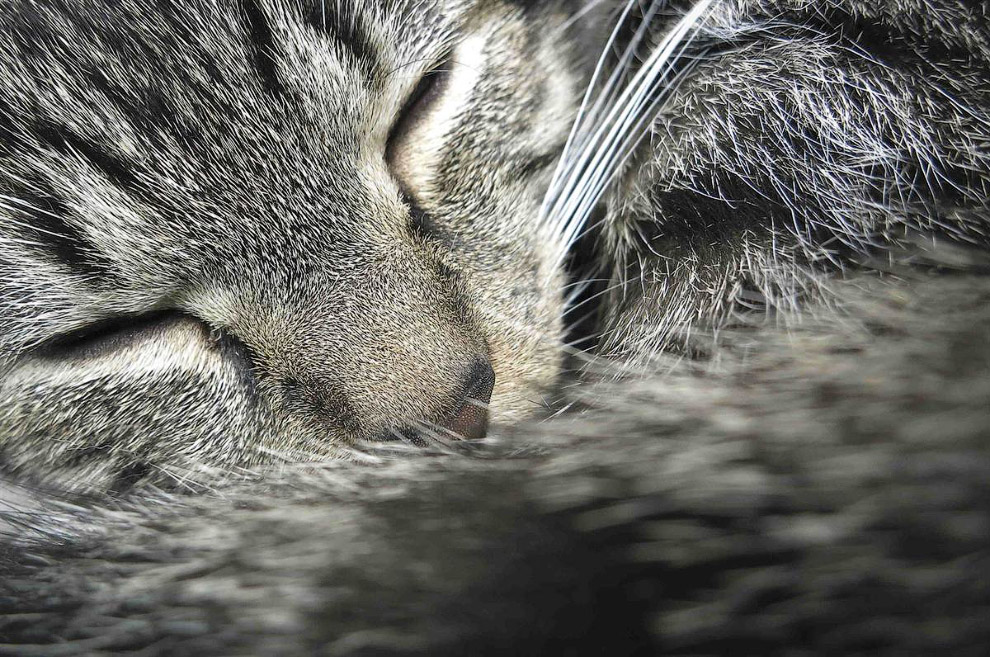Работник кошачьего кафе в Нью-Йорке заснул на смене