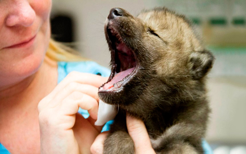 Это один из 5 волчонков, которых спасли от лесного пожара на Аляске