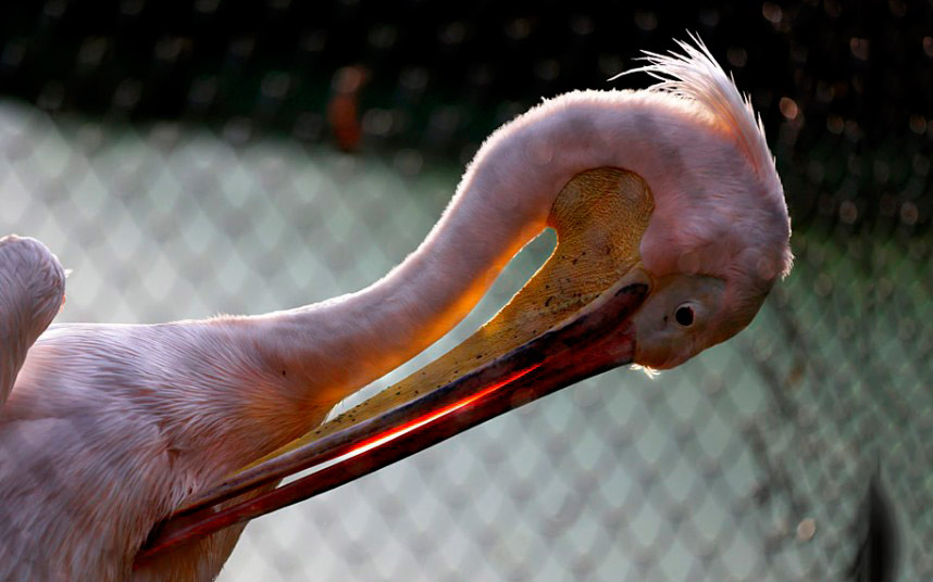 Розовый пеликан в зоопарке Калькутте, Индия