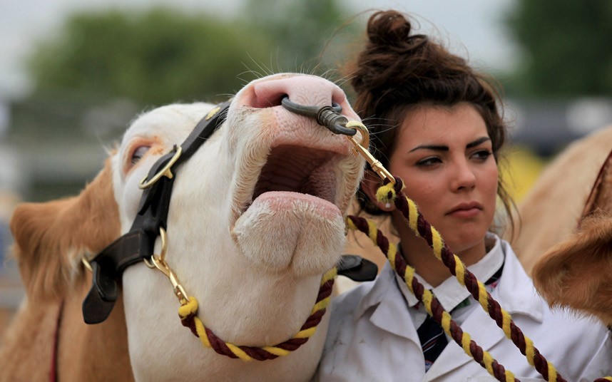 Голосистая корова на сельскохозяйственной выставке в Англии
