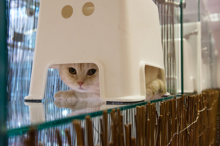 Гостиница для кошек | ФОТО НОВОСТИ