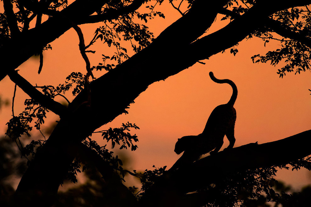 Леопард на дереве в Дельте Окаванго, Ботсвана