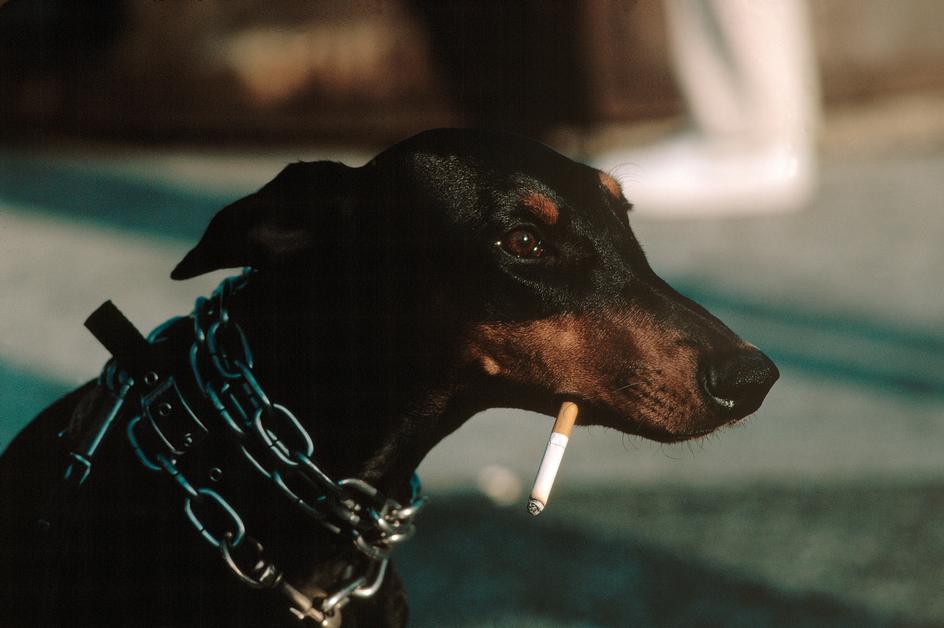 Пес с сигаретой в Вашингтон-сквер парке