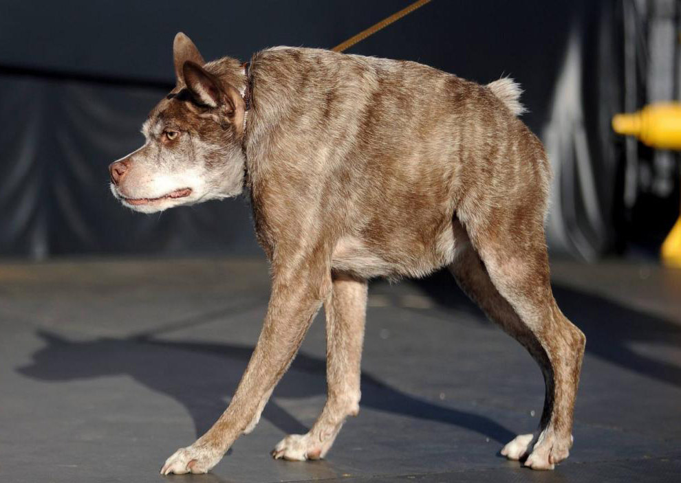 Необычное: самая уродливая собака 2014