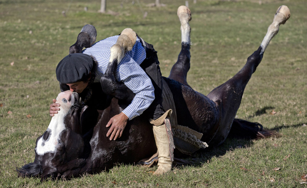 Дрессировщик Мартин Тата из аргентины считает, что с лошадями нужно разговаривать без криков, кнутов и уздечек