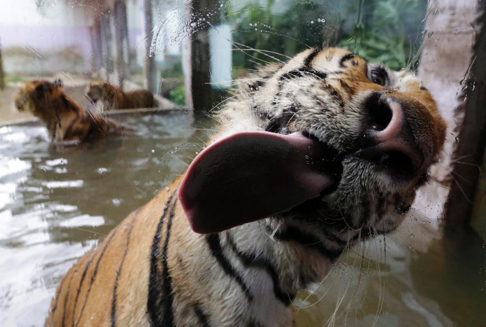 Бенгальский тигр в филлипинском зоопарке