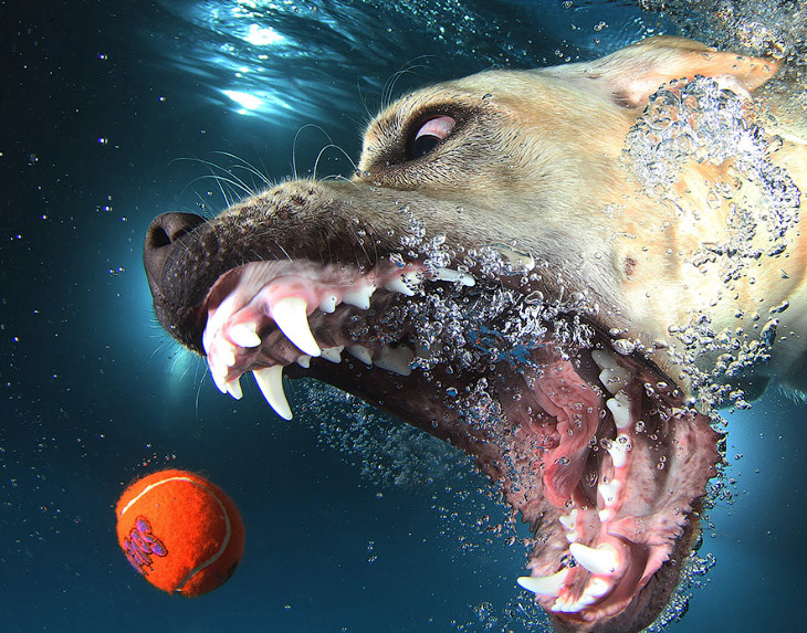 Удивительные подводные собаки. Часть 2