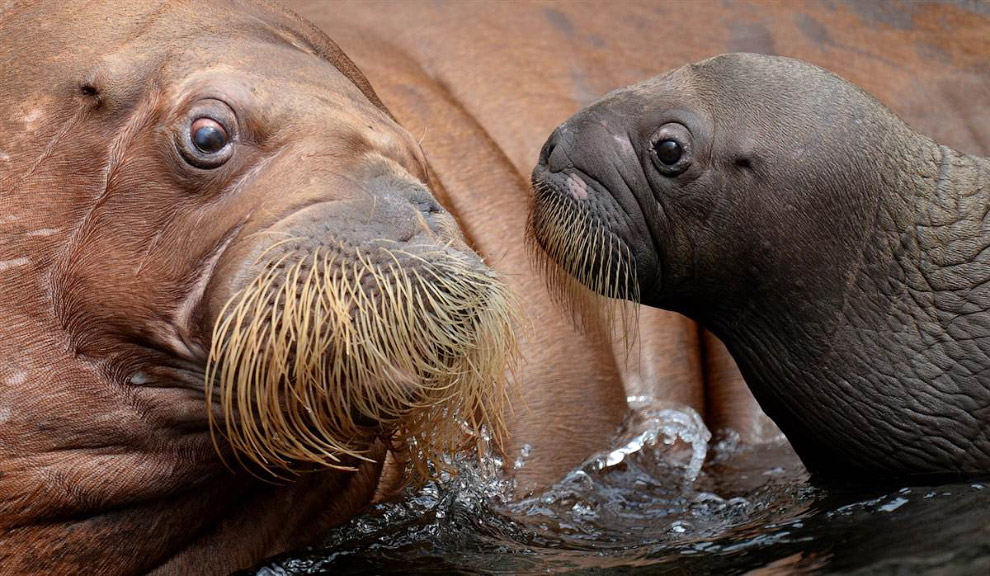 Общение моржей в зоопарке в Гамбурге, Германия