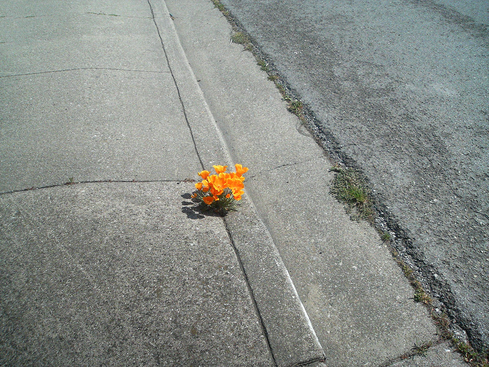 Цветы на тротуаре