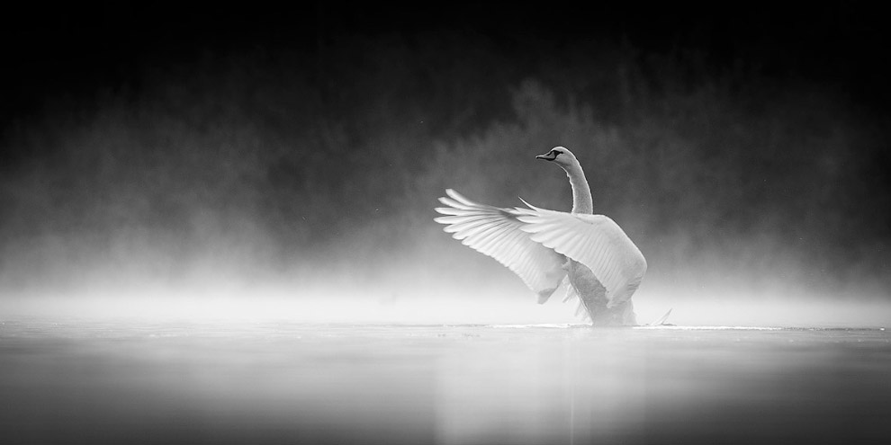 Лебедь в утреннем тумане