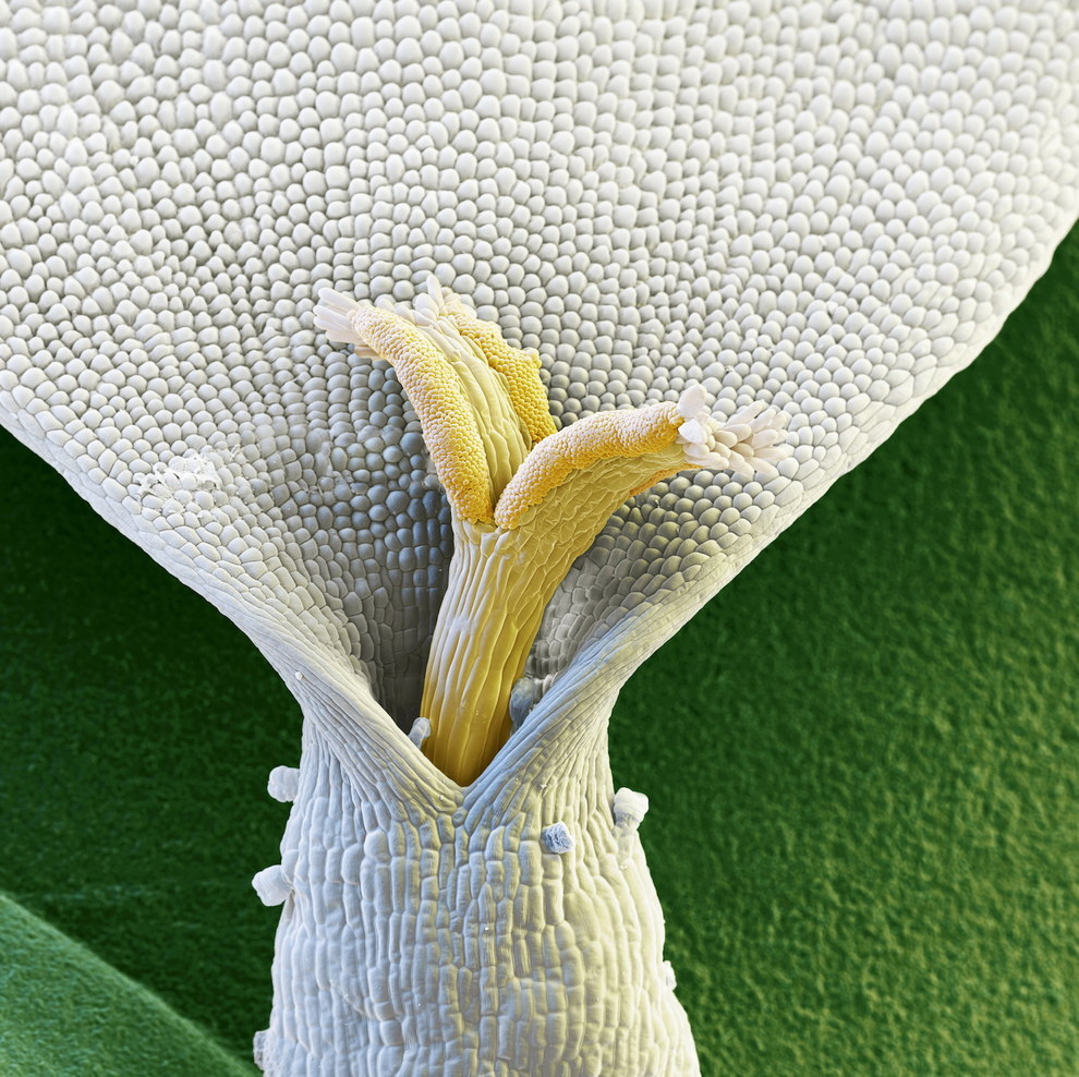 Ромашка под микроскопом