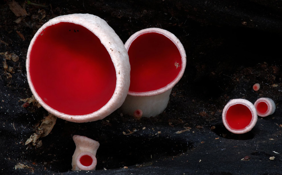 Грибы Red cup fungi