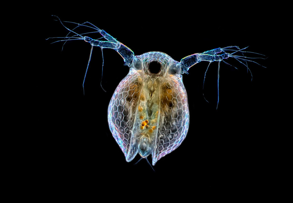 Дафнии — род планктонных ракообразных.