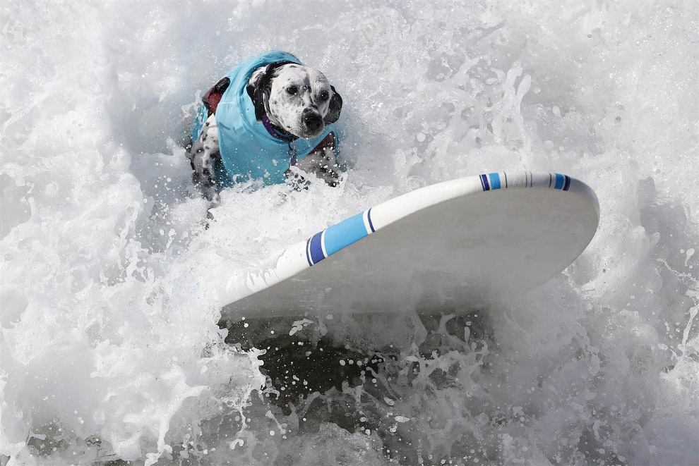 Собачий серфинг в Калифорнии 2014