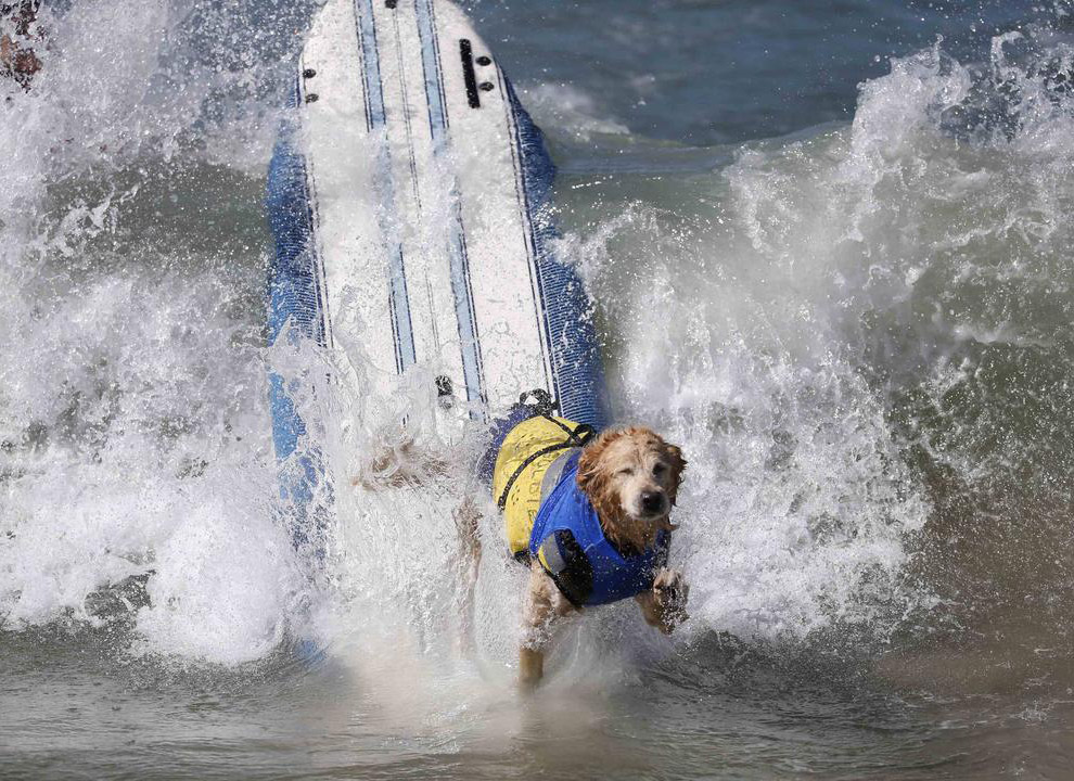 Собачий серфинг в Калифорнии 2014
