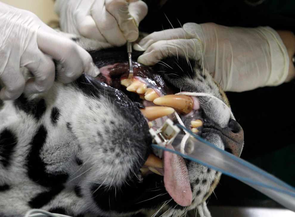 Специалист лечит под наркозом зубы у ягуара, который проходит полное медицинское обследование в зоопарке Буэнос-Айреса