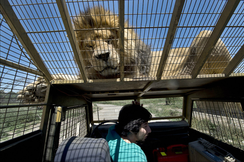 Сафари-парк в Ранкагуа, Чили, где хищники ходят там, где хотят, а люби приезжают к ним в клетках