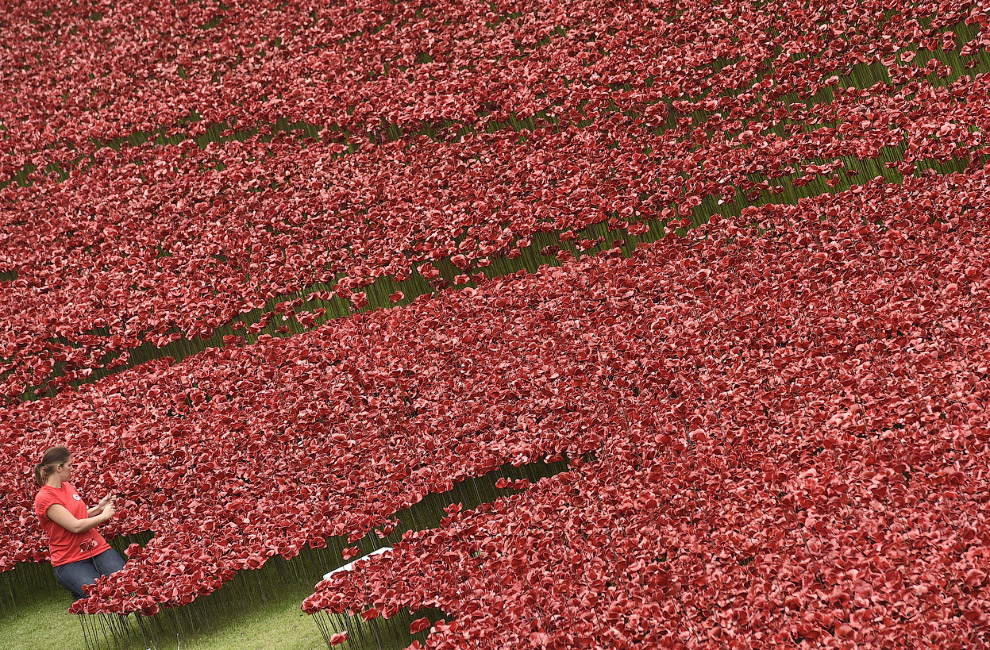 Море красных маков в лондонском Тауэре