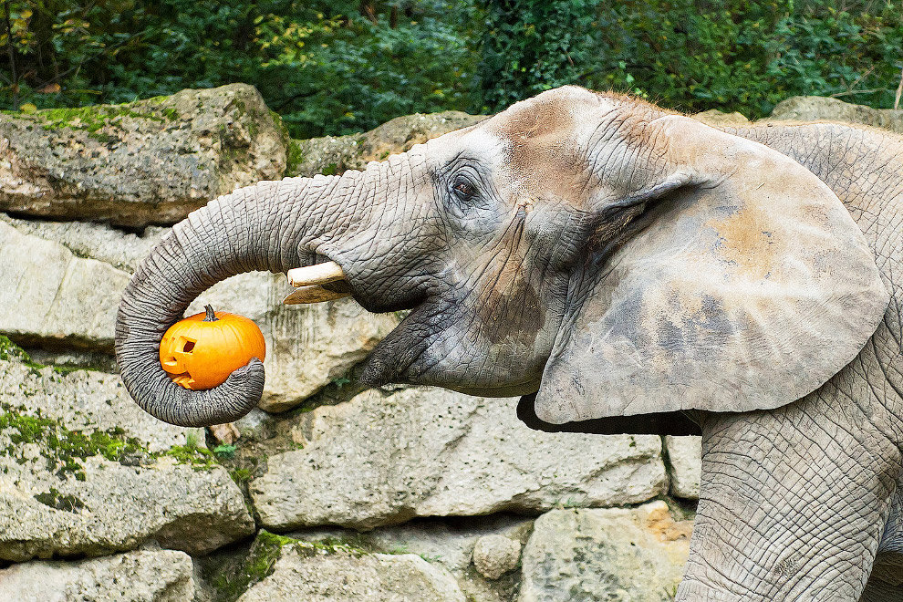 Halloween at the Zoo