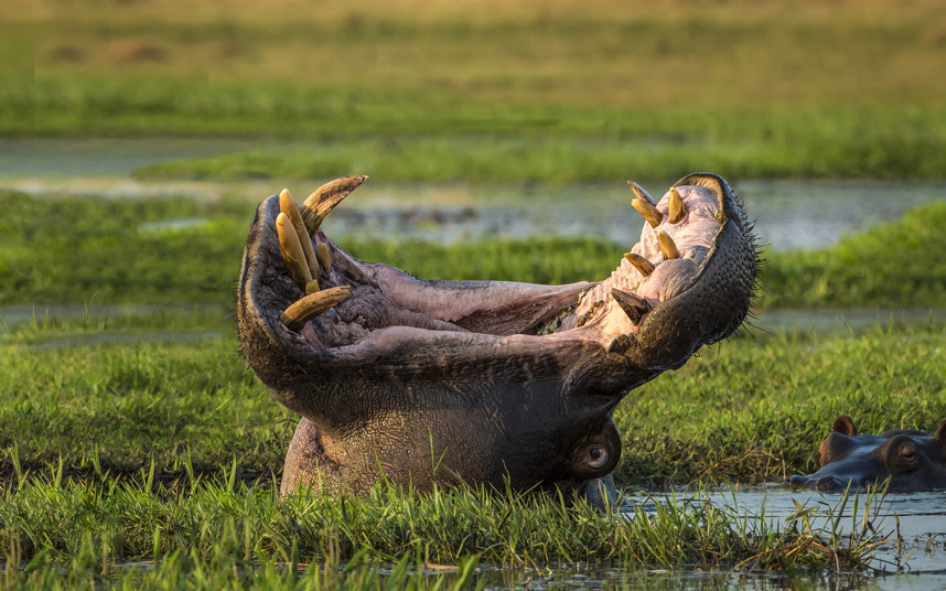 Бегемот зевает в Национальном парке в Мозамбике