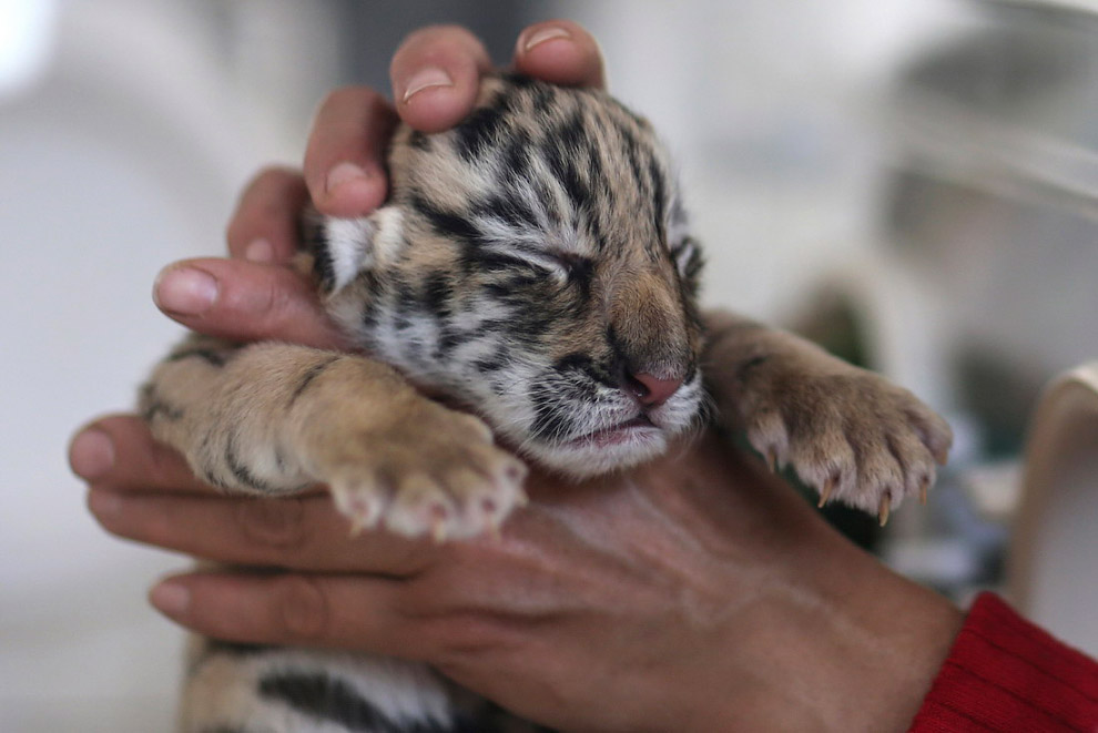 Новорожденный тигренок из провинции Юньнань, Китай