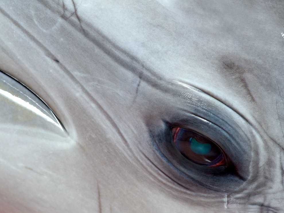Глаза дельфина привыкли к подводному сумраку, но неплохо видят и на воздухе