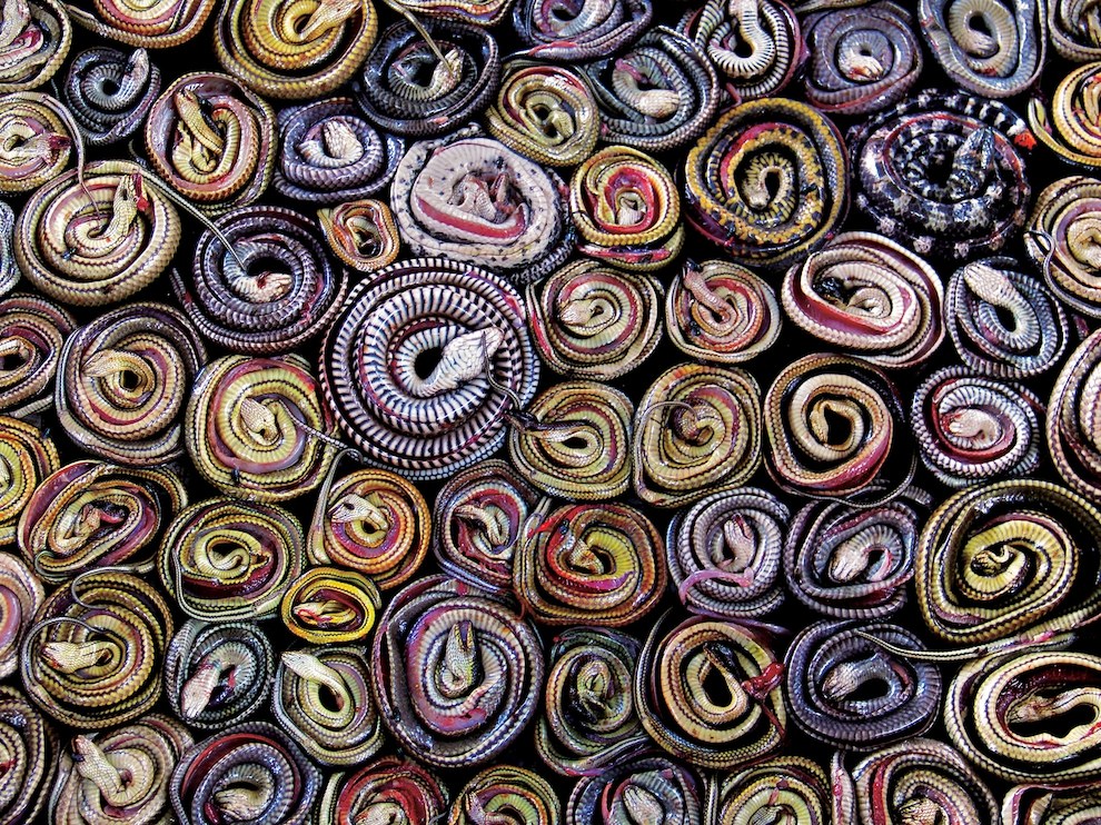 Змеи на продажу, Индонезия