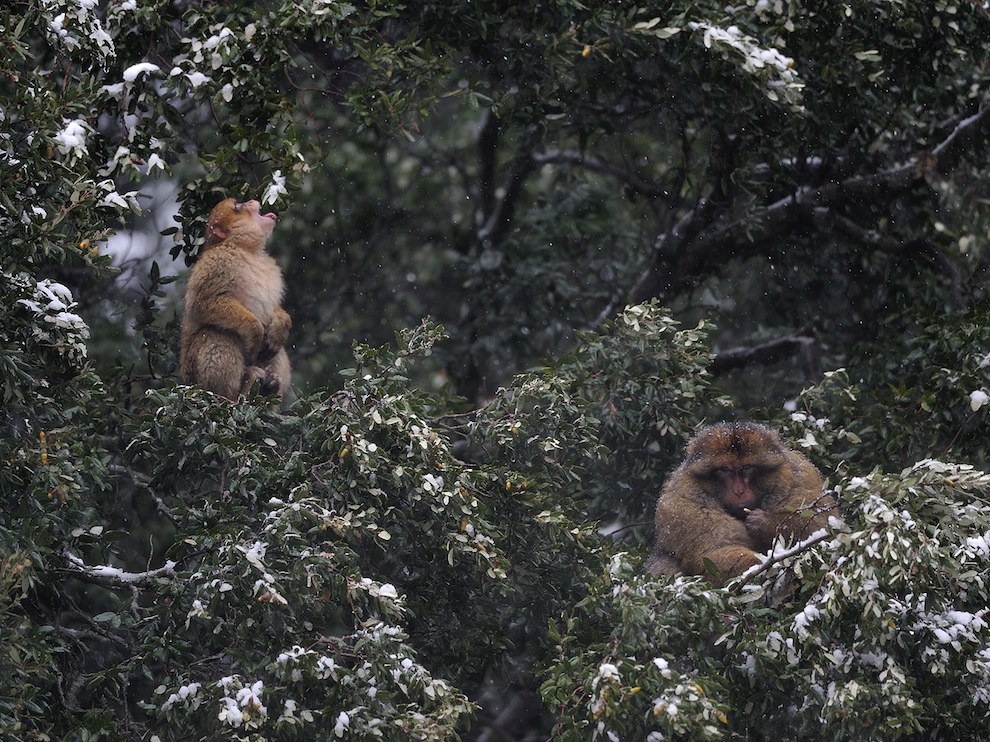 В ноябрьскую пургу доминантный самец варварийской макаки (справа) грызет желудь, сорванный с дуба, на котором он сидит