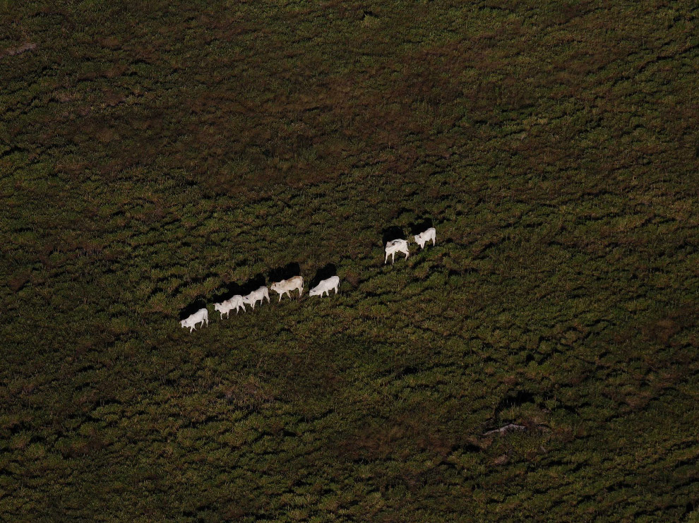 Коровы в районе тропических лесов Амазонки