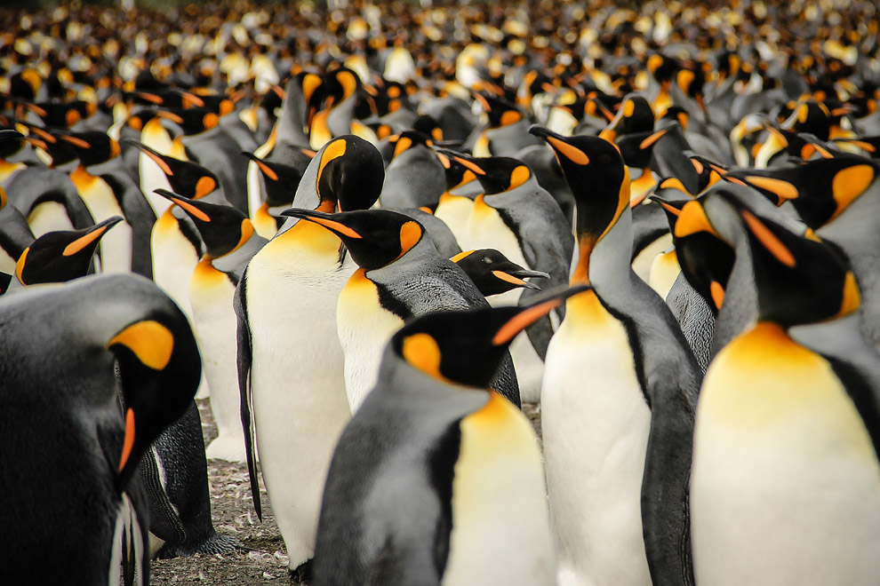 Колония королевских пингвинов