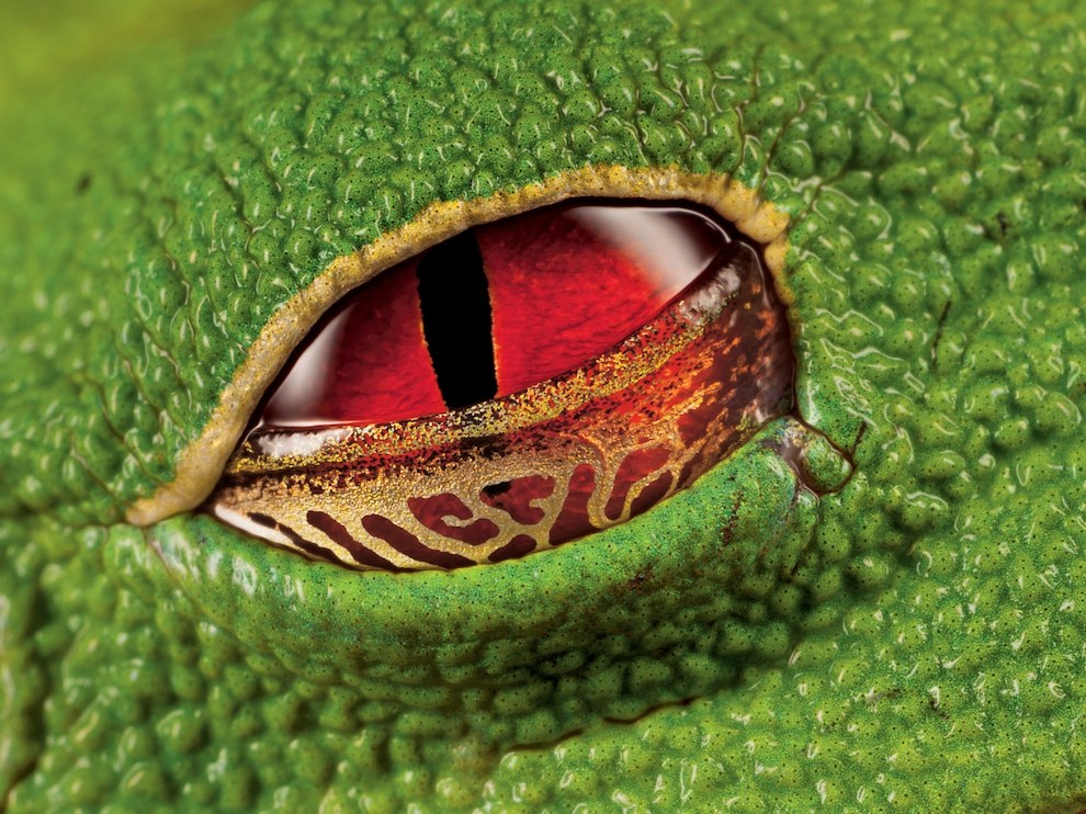 Красноглазая квакша, Коста-Рика