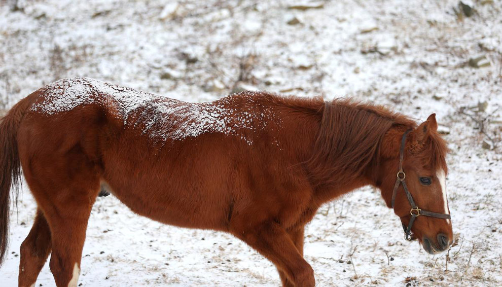 «Снежная» лошадь