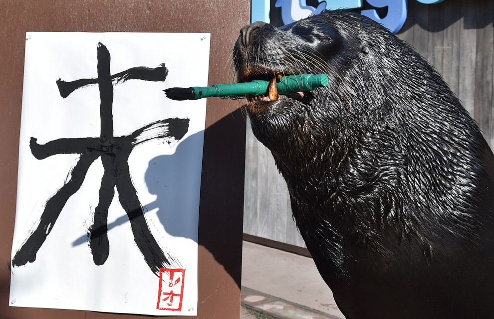 Морской лев рисует китайский иероглиф «овечки»