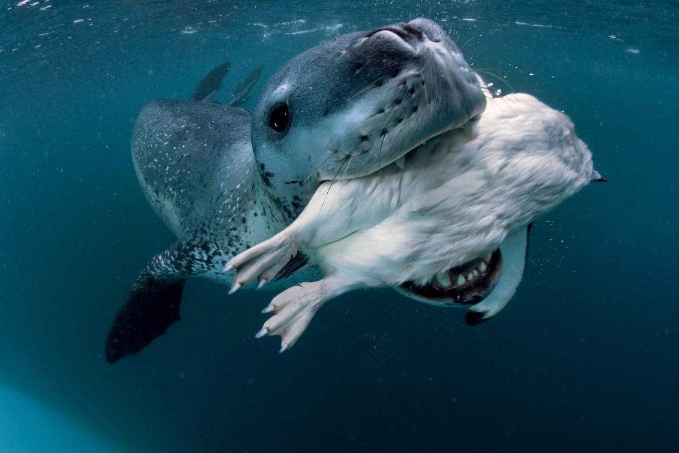 Морской леопард на охоте