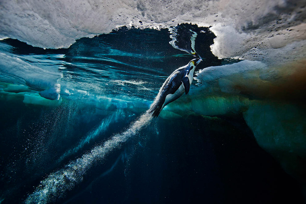 Пингвин, выпрыгивающий из воды на льдину